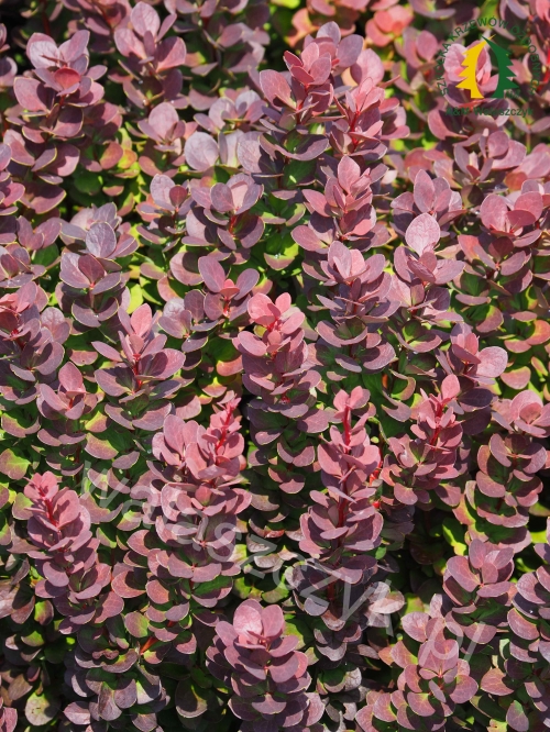 Berberis thunbergii 'Purple Rose'